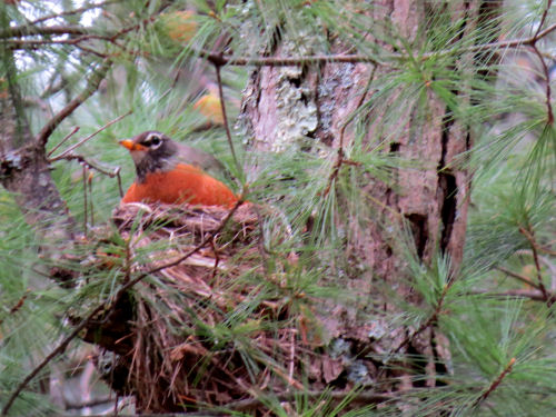 robin sitting on a nest