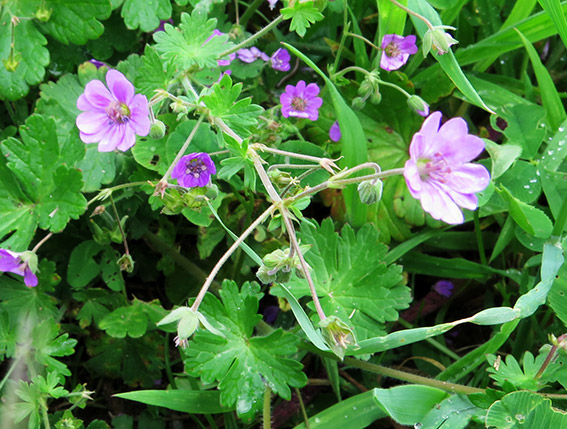 23 種類のゼラニウム - Geranium pyrenaicum Burm。