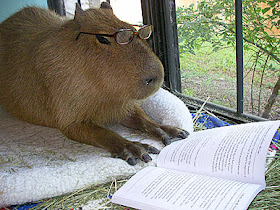 Funny And Cute Animals: Funny Capybara Animals | Amazing Latest Pictures