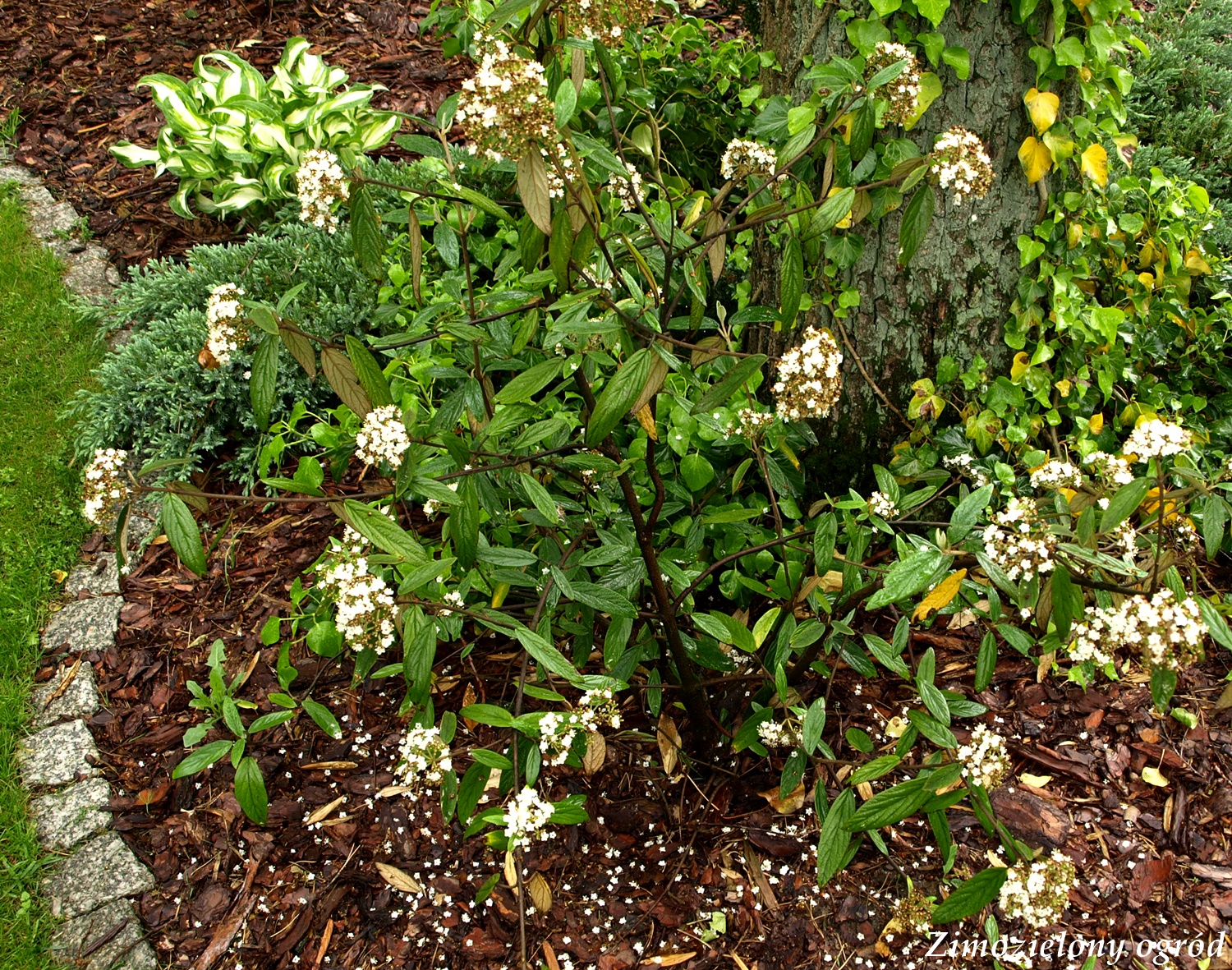 Zimozielony ogród Kalina praska Viburnum pragense
