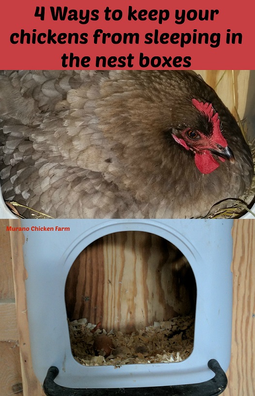 4 Ways to keep your chickens from sleeping in the nest boxes Murano