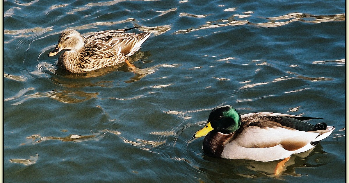 Lost in the Cheese Aisle THE WISDOM OF RAV KATSCHKE A 100WORD MIDRASH
