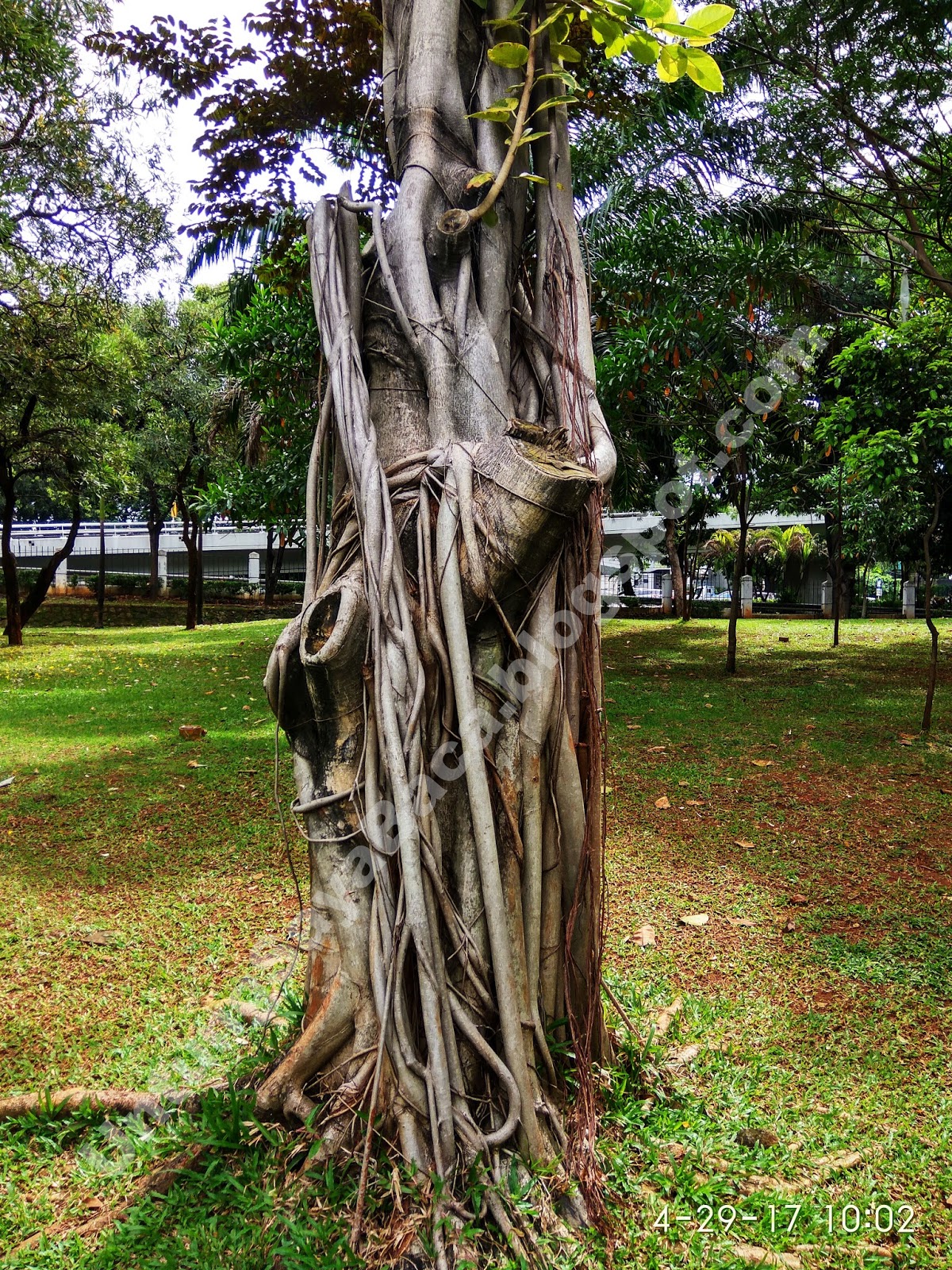 Batang Pohon Unik | USB