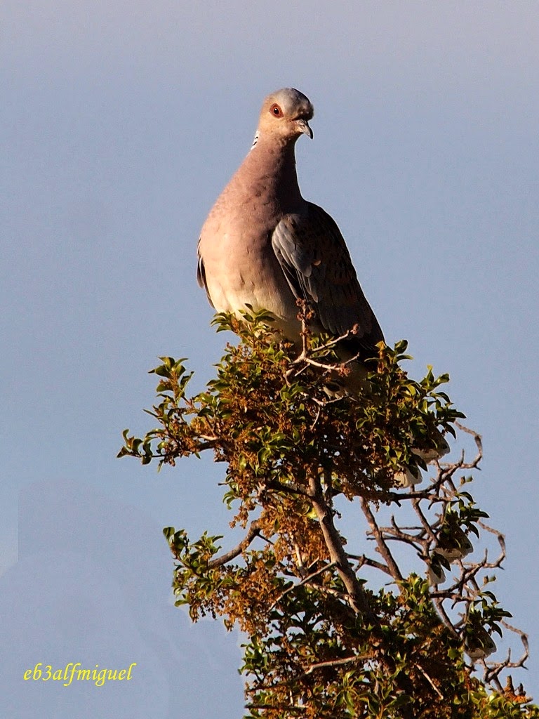 Miguel fotografia Tórtola europea (Streptopelia turtur)