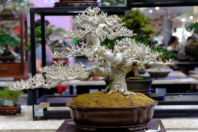 hibiscus bonsai