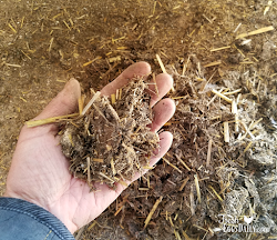 litter deep method chicken coop composting aka winter