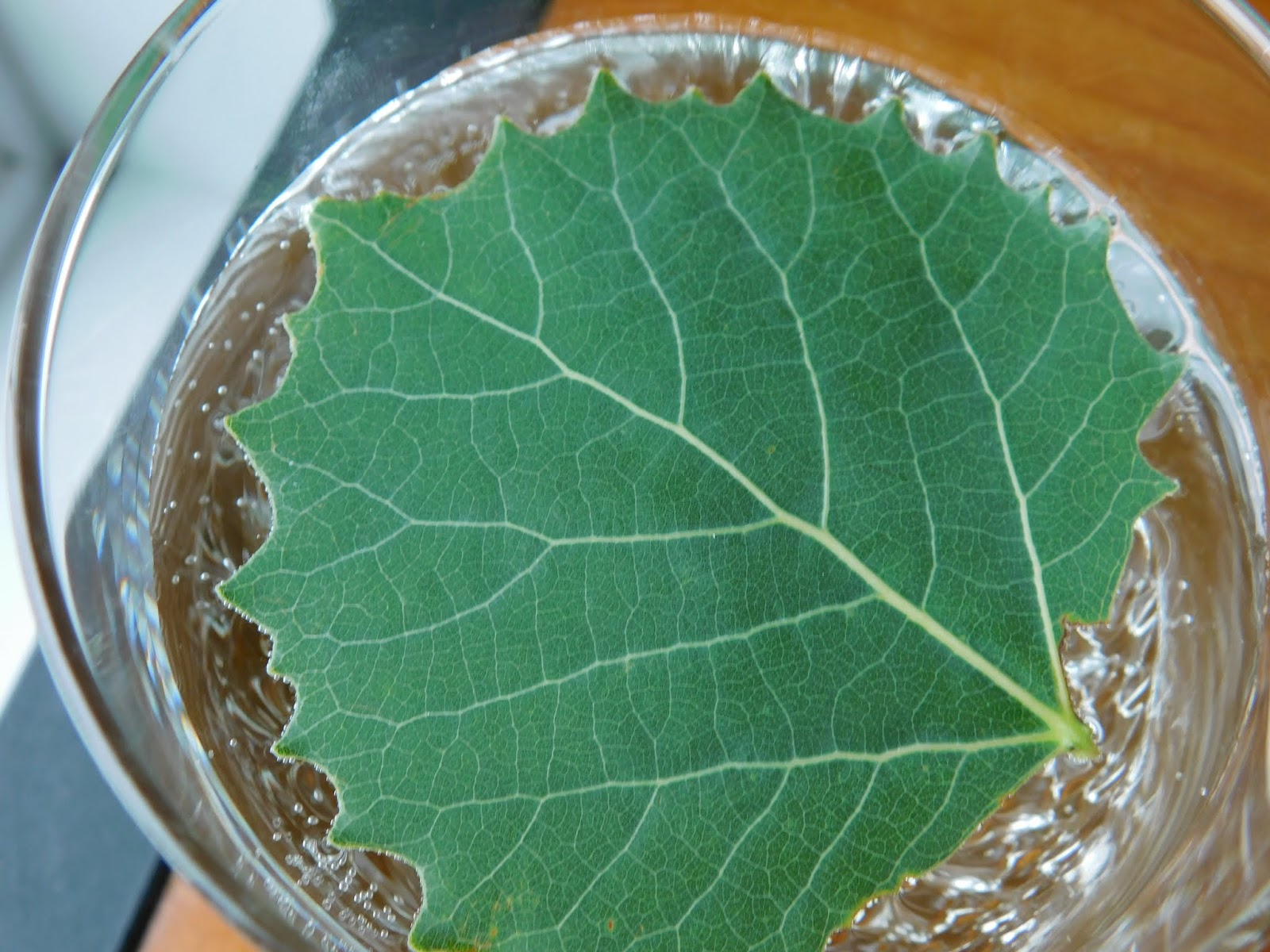 100 Days of Science 36 Plants Breathe Experiment