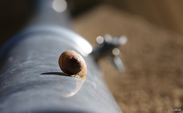 Escargot sur une descente d'eau