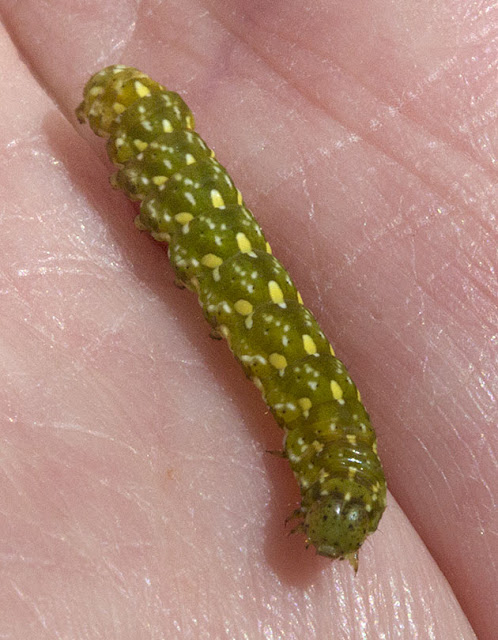 Beautiful Yellow Underwing, Anarta myrtilli.  Noctuid.  Larva found on wet ground near the Sundews.  Sue Buckingham's outing to Ashdown Forest on 17 August 2012