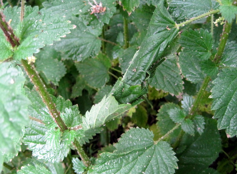 Simon's Allotment Managing nettles for wildlife