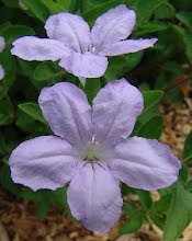 Ruellia humilius-Fringeleaf Wild Peteunia