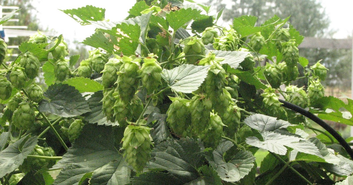 Sagescript Institute Beer Brewing Herbs