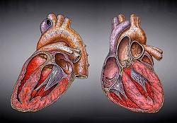 Penyakit Jantung Artikel Seputar Selanjutnya Berkontraksi Memompa Darah Keluar Ruang
