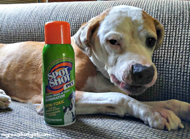 Pets or Kids Who Makes the Biggest Mess? CarpetStainCulprits