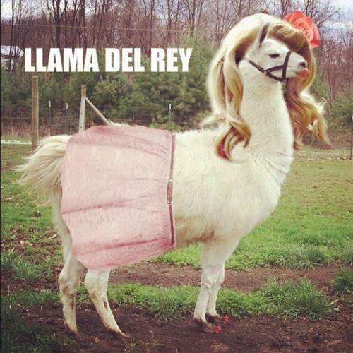 llama del rey, born to spit