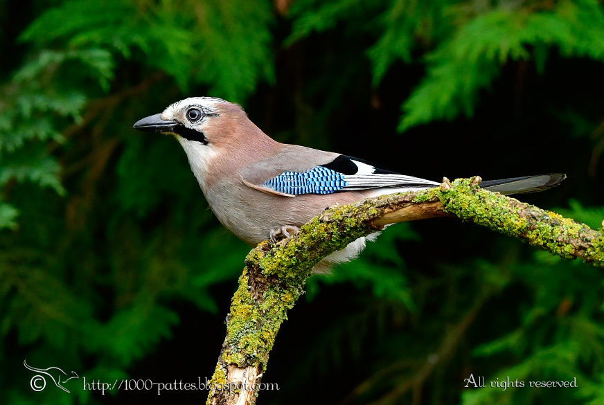 WILDLIFE GATEWAY Les autres hôtes de