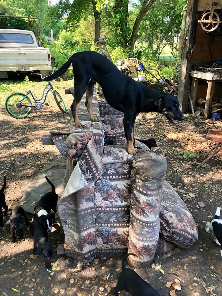 Bed and Biscuit Boarding