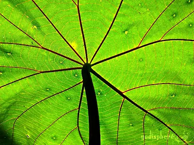 Under shot of a leaf showing networked veins under the sun