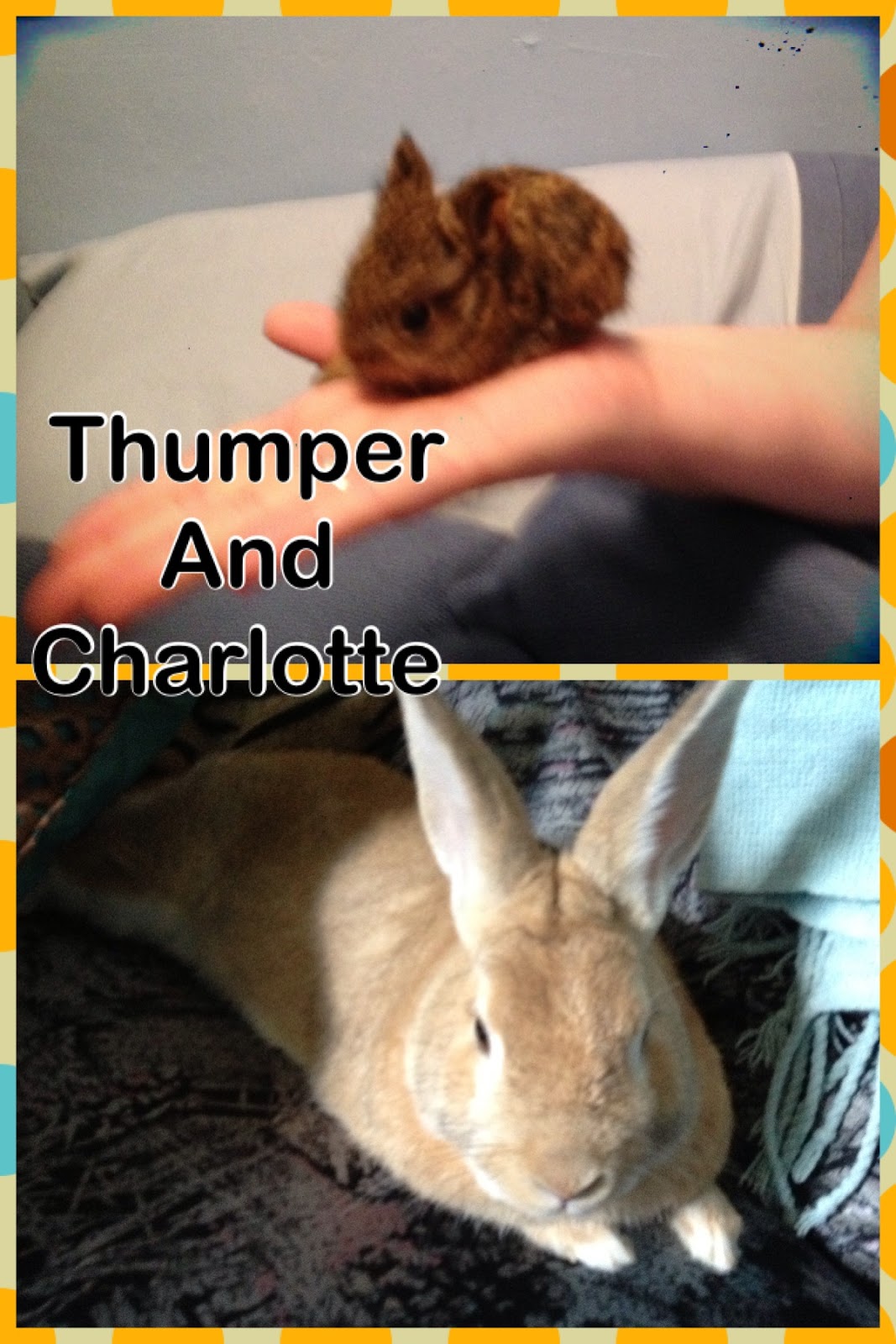 My Ravings! The Bunny, The Bunny, Oh I love The Bunny!