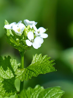 Garlic Mustard - Look-zonder-look- Hierba del ajo - Herbe à ail - Knoblauchsrauke 