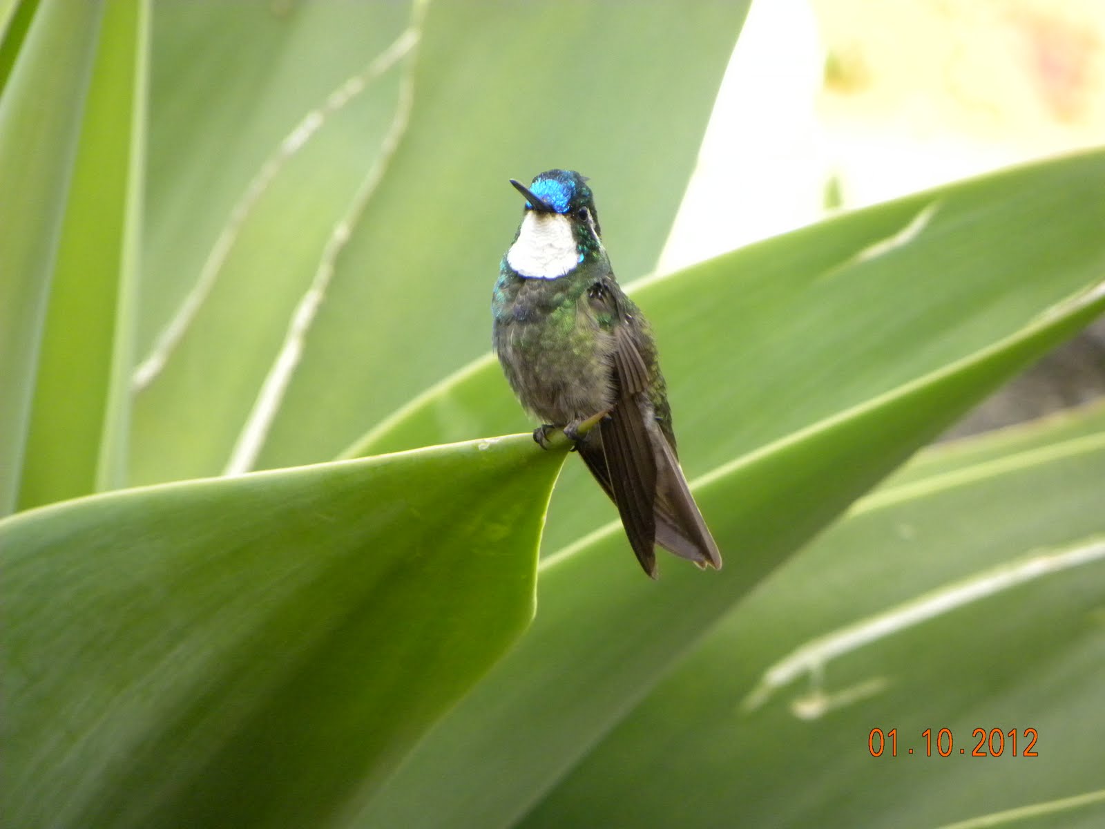 Steve's Birds: Costa Rican Birds II