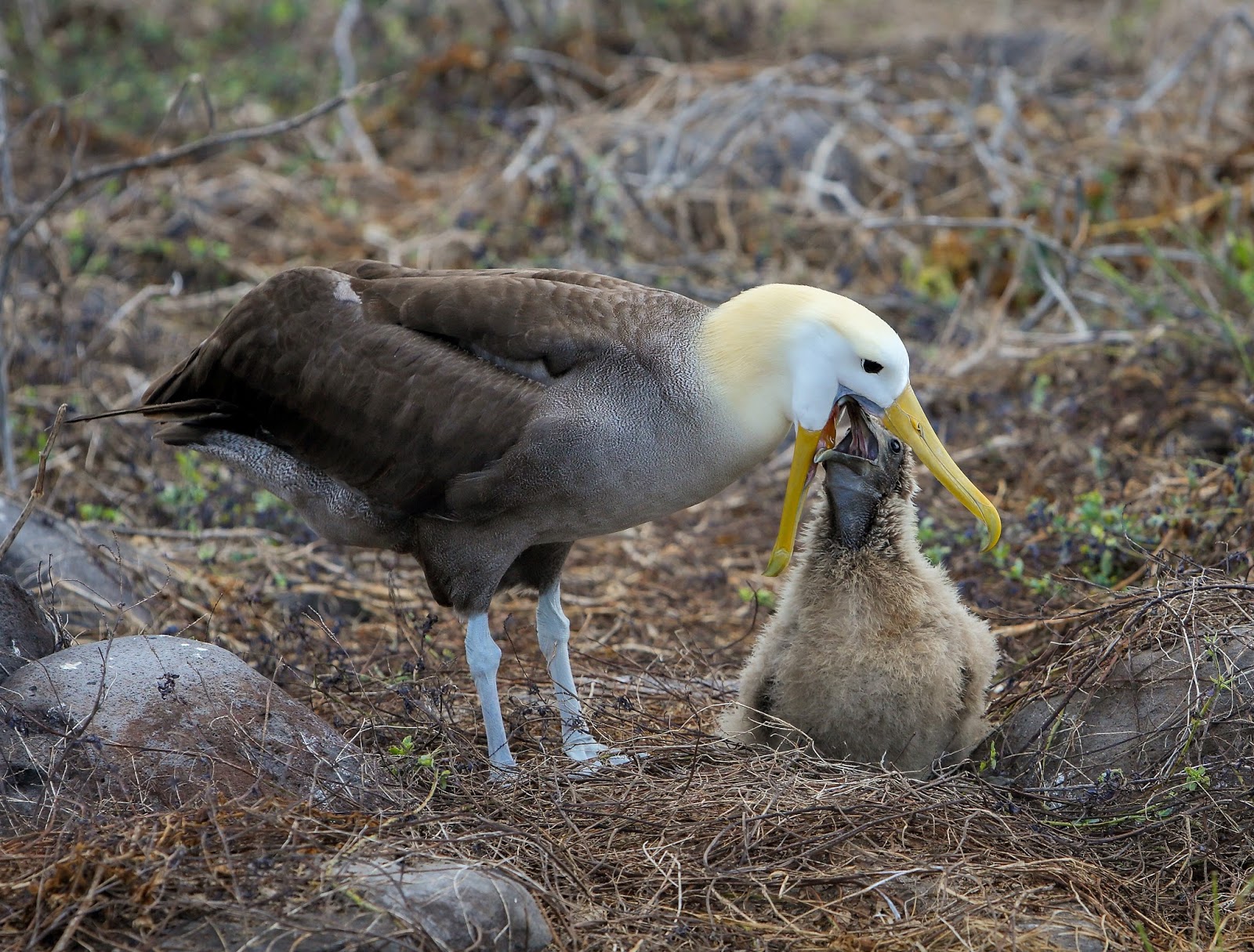 Slang convergentie lever Waarom de albatros ons symbool is voor ons plasticprobleem - Het Zero Waste  Project