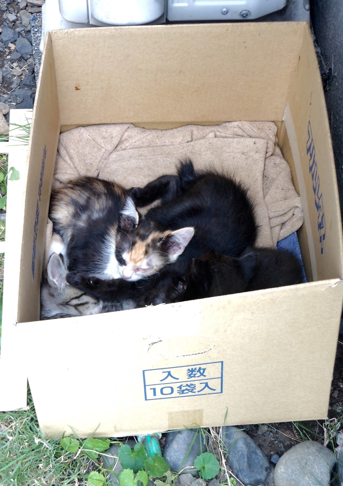 Hokkaido Kudasai Seven Baby Cats