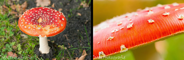Fotografietips voor in de herfst paddestoelen macro