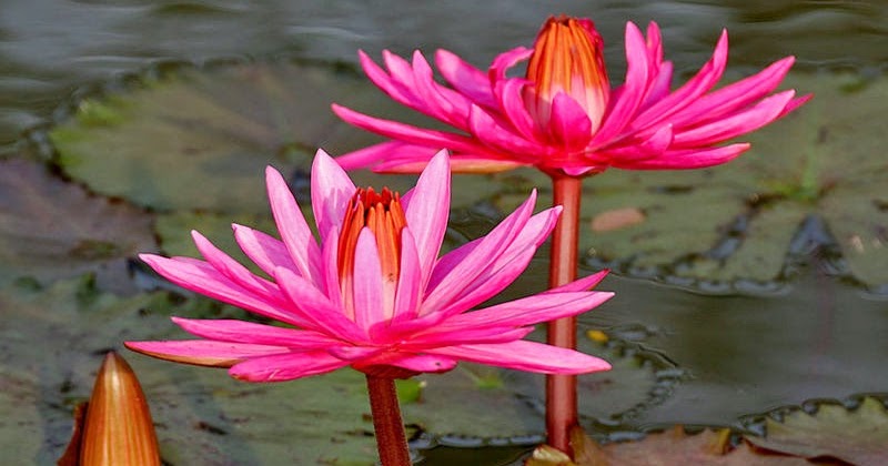  Makna  Filosofi Bunga  Teratai  dan Bunga  Lotus Kumpulan 