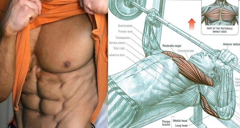 Get A Bigger Chest You Can Start Today Bodydulding