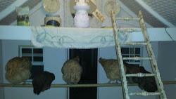 coop mckinney tour chicks lovely china place