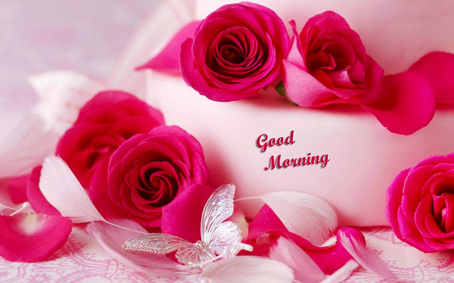 beautiful good morning rose images