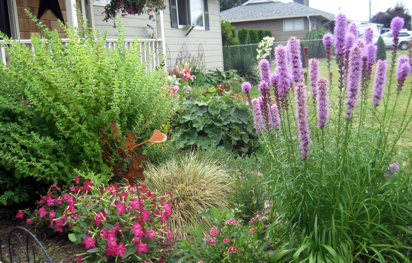 Shady Creek Lane: MID SUMMER YARD IN BLOOM