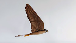 fly bird robirds birds eating flight crop action farmers bay keep help tab digital