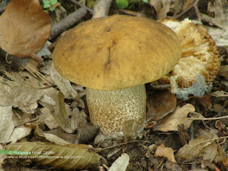 Leccinum pseudoscabrum DSC115147