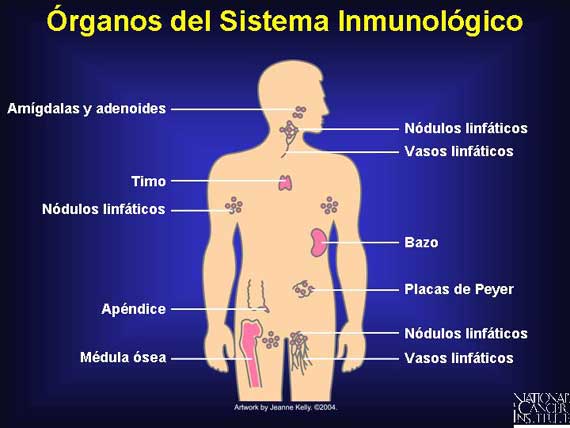 ANATOMIA, FISIOLOGIA Y EDUCACION PARA LA SALUD: Sistema Inmunológico