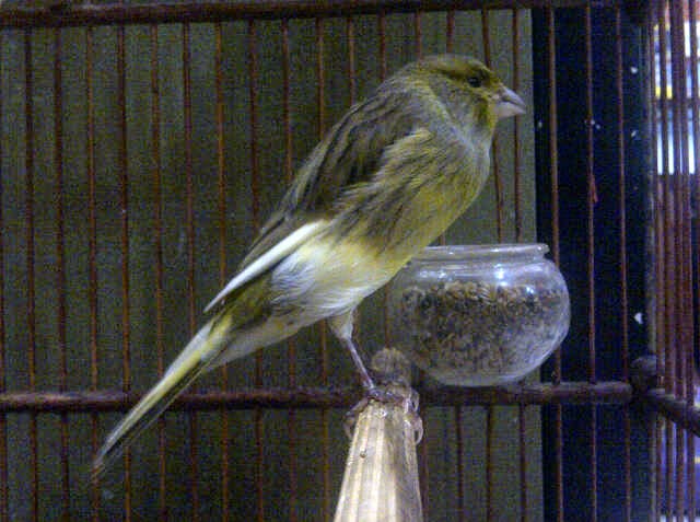 F1ys Dkb X Af Big Size Body Yorkshire Masuk Surga Kenari