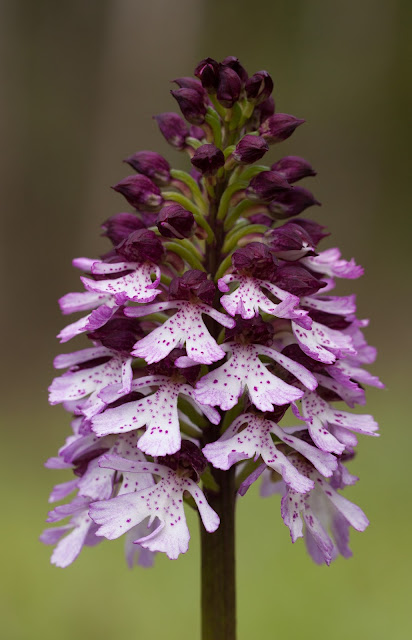 Lady Orchid - Kent