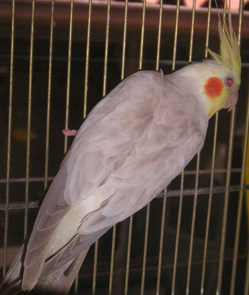 MUTAÇÕES DE CALOPSITAS - A Calopsita