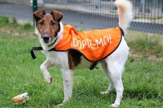 DOMINO - fox terrier 7 ans  (3 ans de refuge) - Spa de Thionville (57) eligible FALD DOMINO