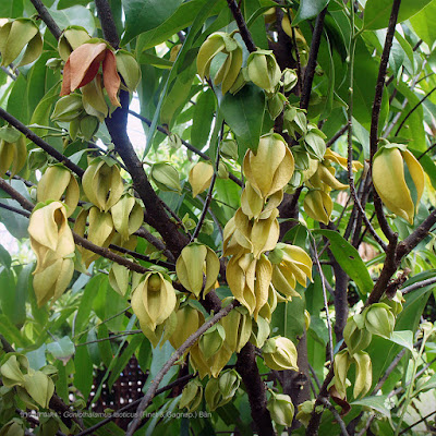 ต้นข้าวหลามดง ไม้ดอกหอม วงศ์กระดังงา Goniothalamus laoticus