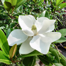 Mississippi State Flower - Magnolia