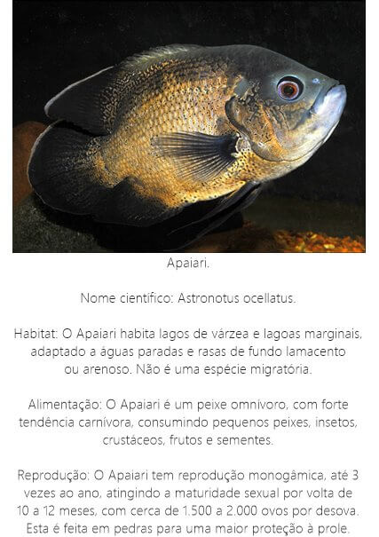 Peixe Apaiari Peixe-Apaiari