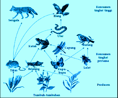 Rantai Makanan Dan Jaring Jaring Makanan Rifanfajrin Com