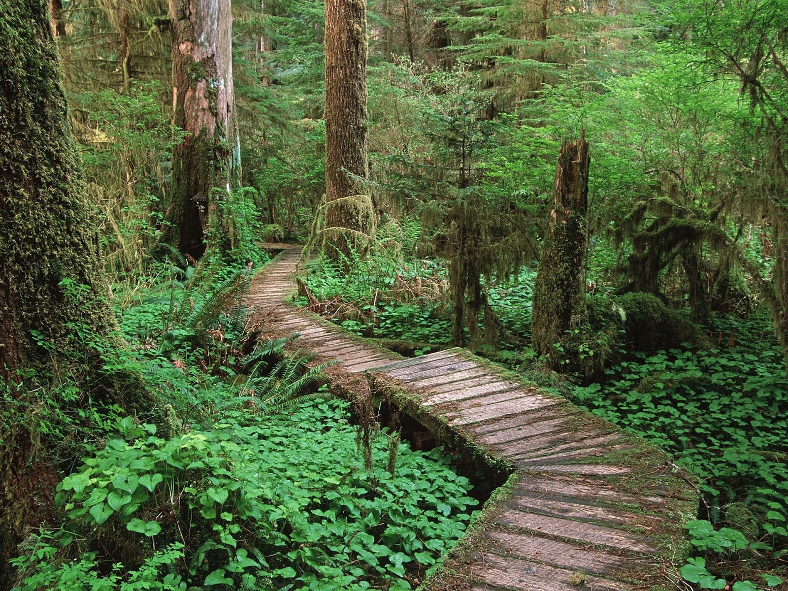 Forest - High Quality Wallpapers