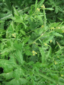 Hedge Mustard