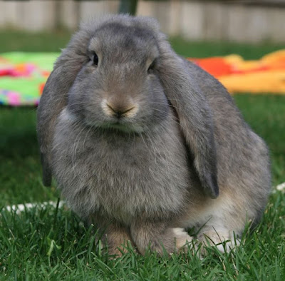 French Lop Rabbit Breed Singapore