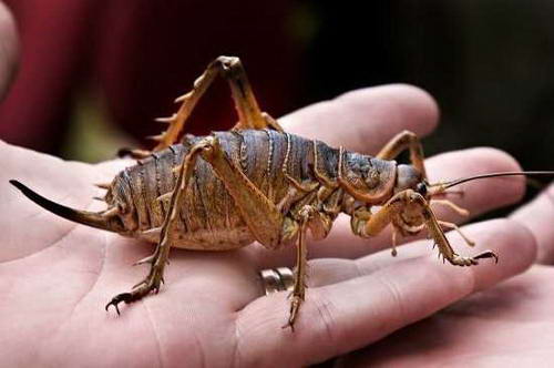 Giant weta Deinacrida heteracantha  di pulau kecil Barrier Selandia 