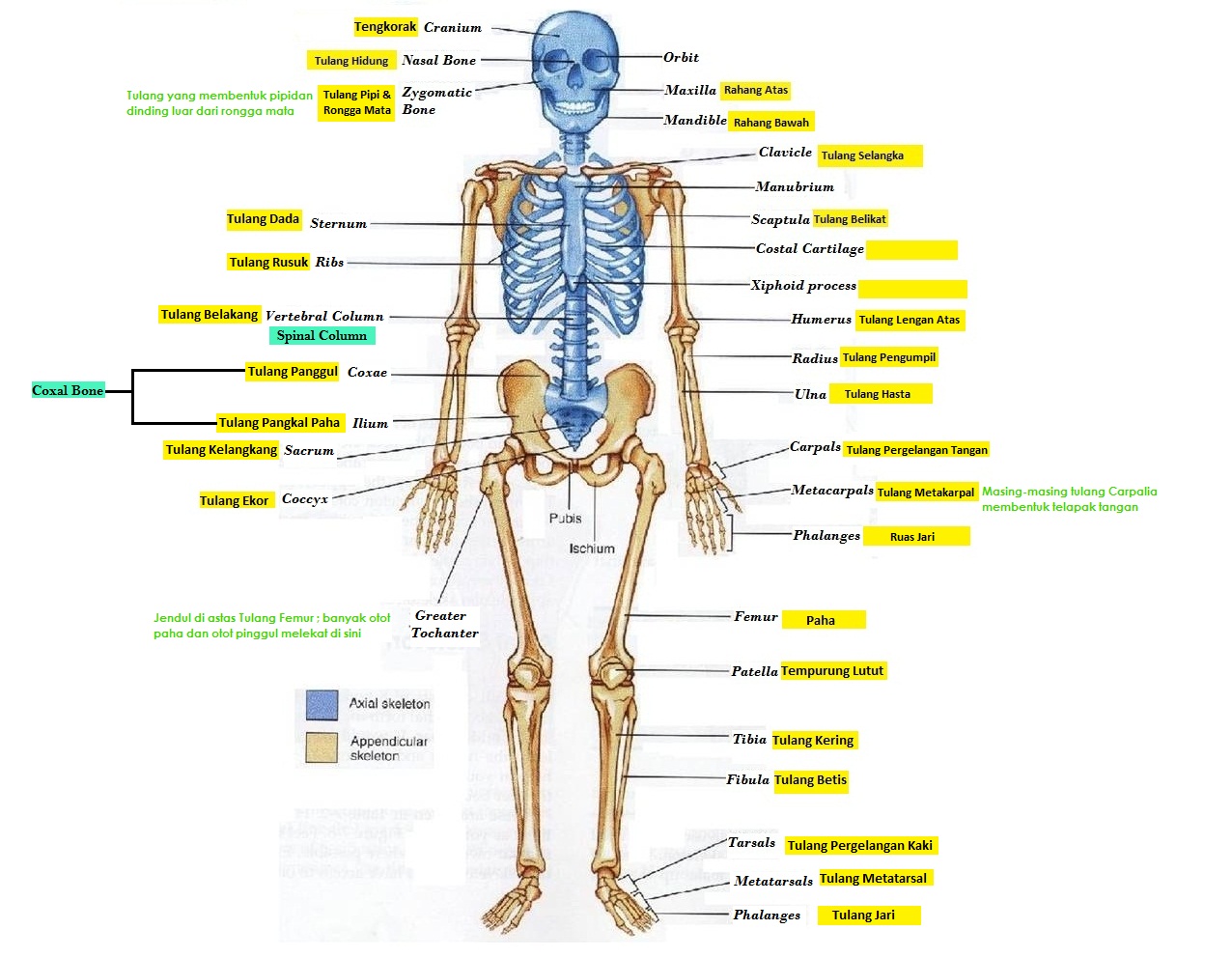 10 Fakta Tentang Tulang Manusia  BLOGCASK