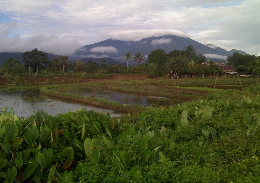 Gambar Pemandangan Sawah Desa | Download Gratis Gambar Pemandangan Sawah Desa | Download Gratis